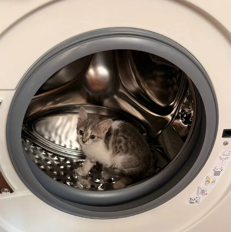 Кошка ищет дом