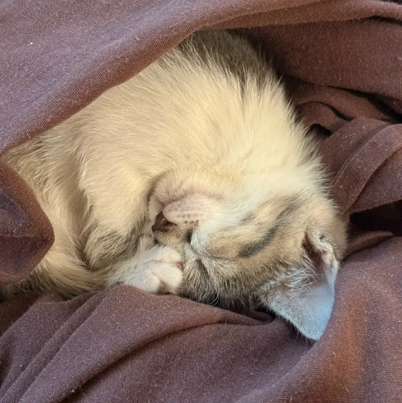 Кошка ищет дом — фото 2