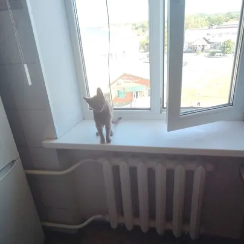 Две кошки ищут дом