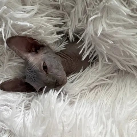 Котёнок ищет дом