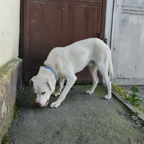 Кошка на улице — Ессентуки