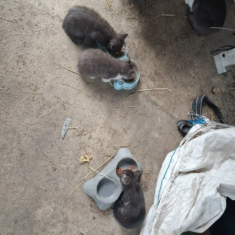 Котята ищут дом