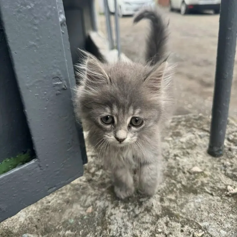 Кошка ищет дом — Минеральные Воды