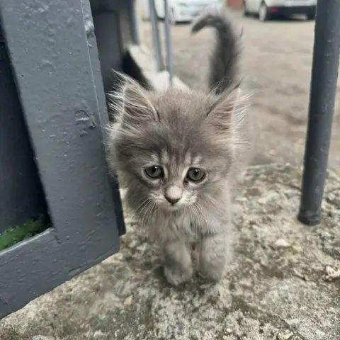 Кошка ищет дом — Минеральные Воды