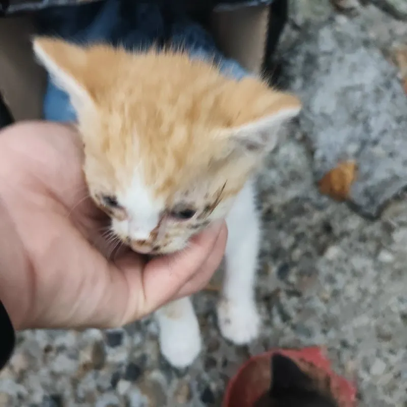 Котята ищут дом — фото 2