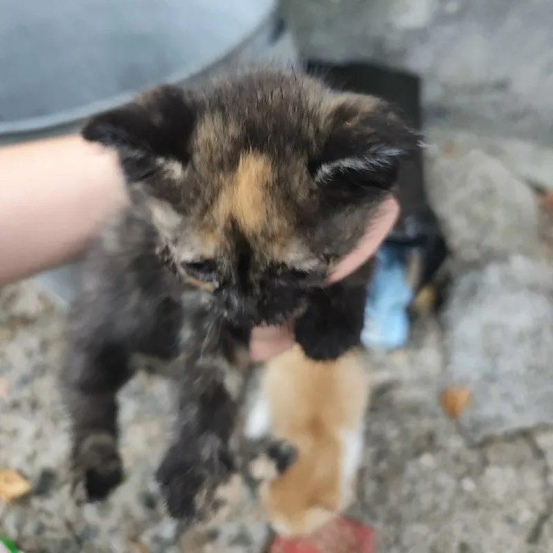 Котята ищут дом — фото 3