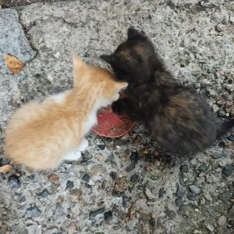 Котята ищут дом