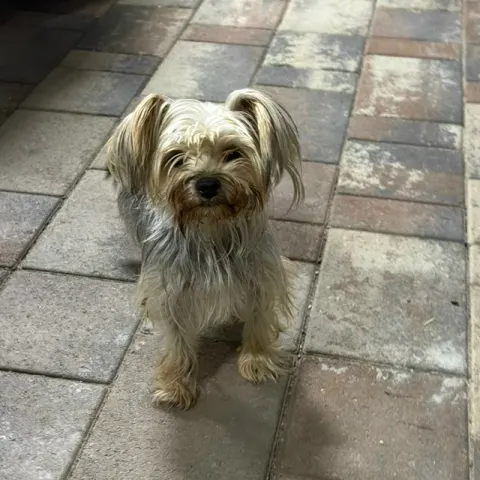Щенок йоркширского терьера ищет дом