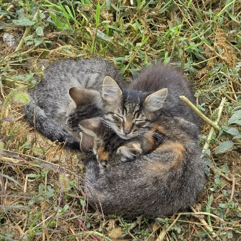 Котята ищут дом — Георгиевск