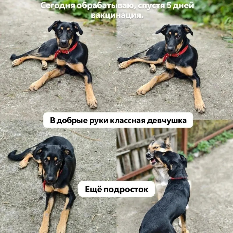 Найдена собака в Ессентуках
