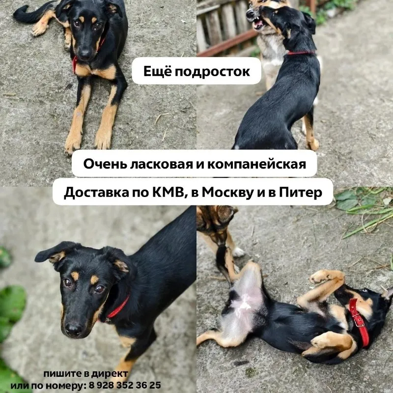 Найдена собака в Ессентуках — фото 2