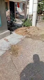 Пропал кот Стёпа в Незлобной