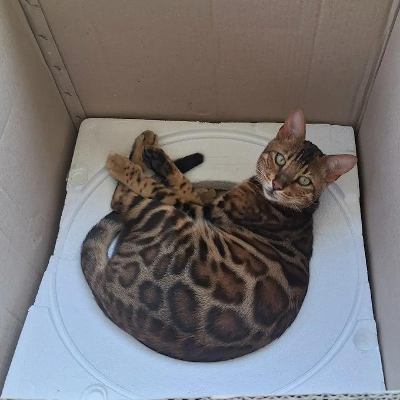 Пропал бенгальский кот в селе Юца