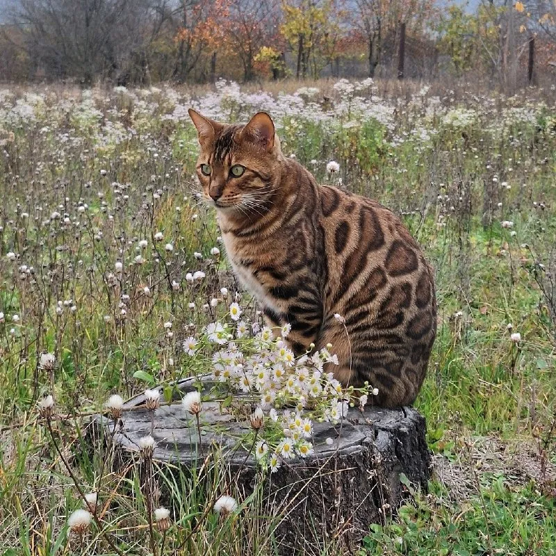 Пропал бенгальский кот в селе Юца — фото 2