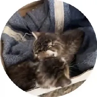 Двое котят ищут дом — Обильное
