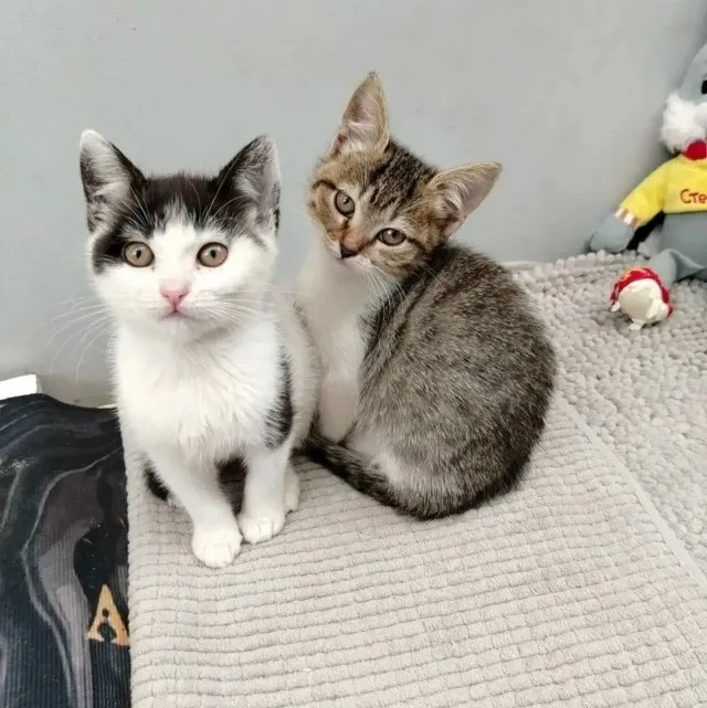 Кошки ищут дом — Кисловодск