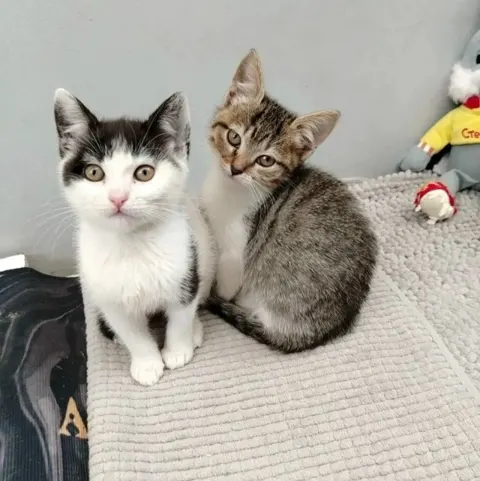 Кошки ищут дом — Кисловодск