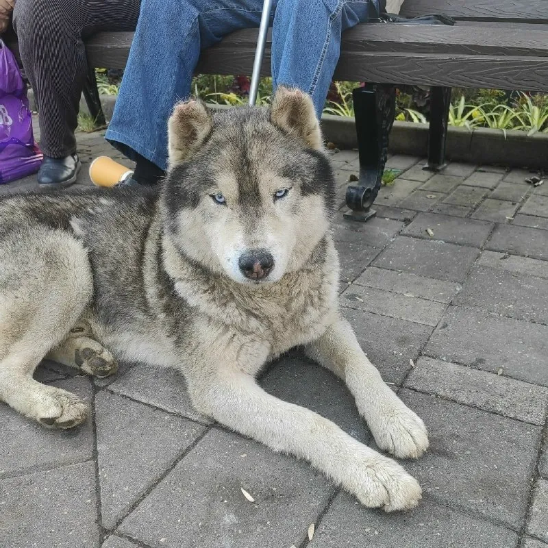 Кошка бегает у главпочтамта