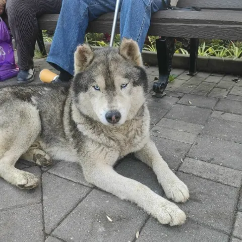 Кошка бегает у главпочтамта
