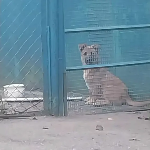 Пропал котёнок Бася в Ессентуках