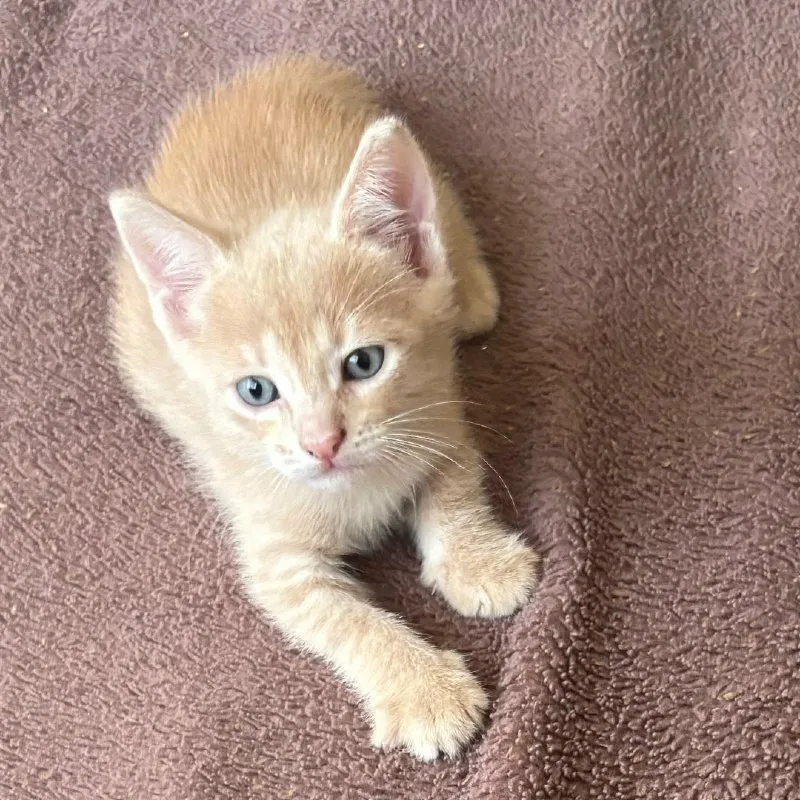 Котёнок ищет дом — Пятигорск