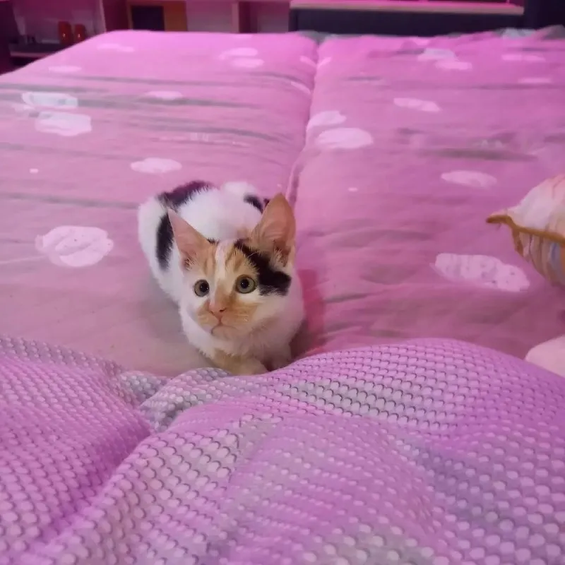 Пропала кошка на улице Котовского