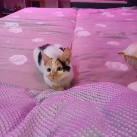 Пропала кошка на улице Котовского