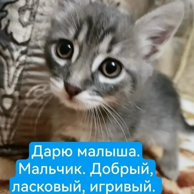 Котёнок ищет дом