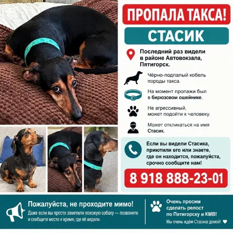 Пропала такса в Пятигорске
