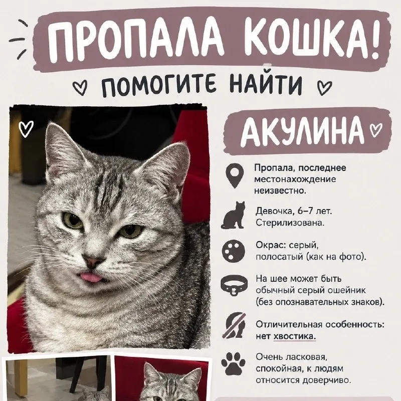Пропала кошка — ищут свидетелей