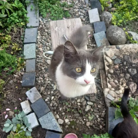 Пропал котёнок в Краснокумке