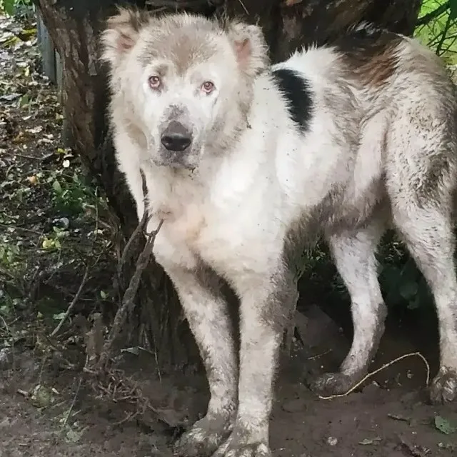Пёс на цепи у станицы Незлобной