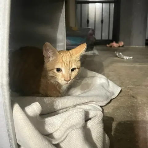 Котёнок ищет дом
