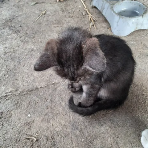 Котята ищут дом — посёлок Змейка