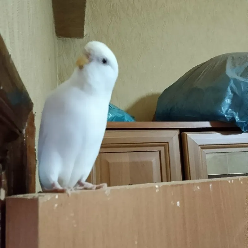 Попугай ищет дом