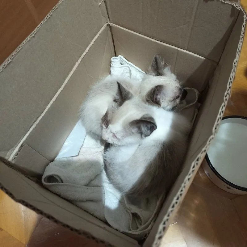 Котята ищут дом — Пятигорск