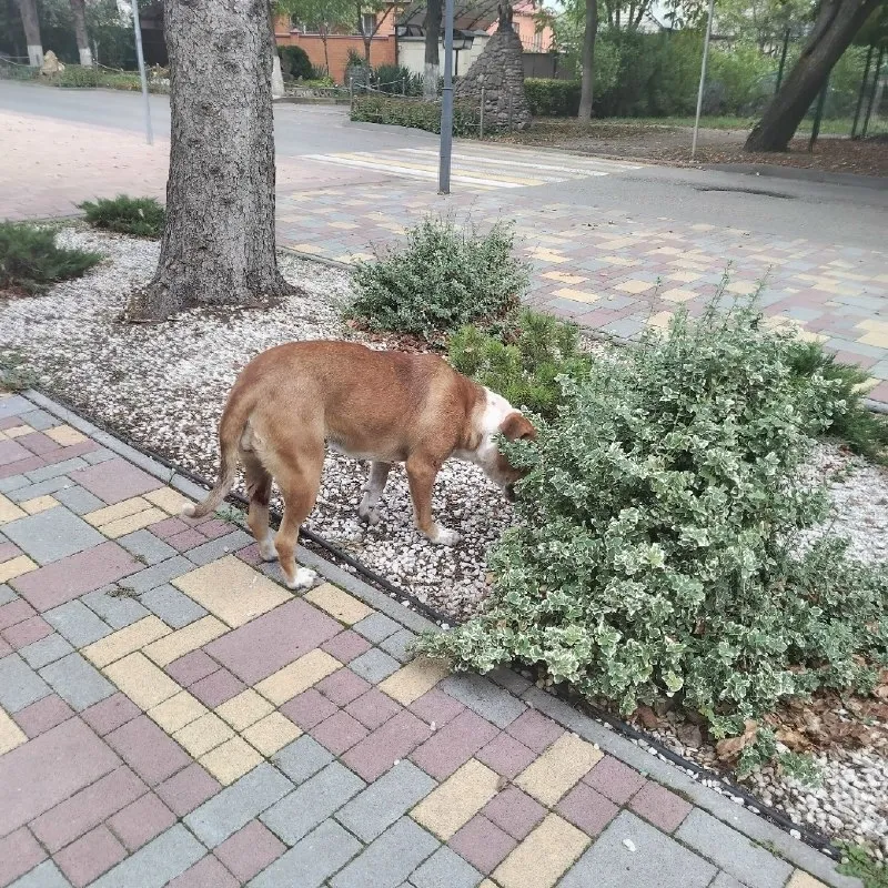 У озера в Ессентуках бегает собака с раной на лапе — фото 2
