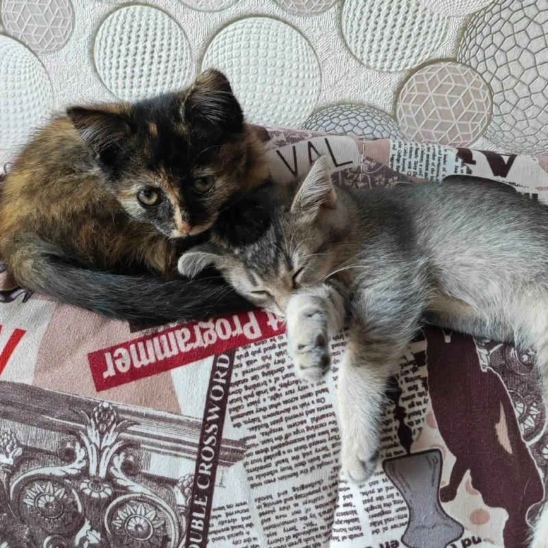 Котята ищут дом — Винсады