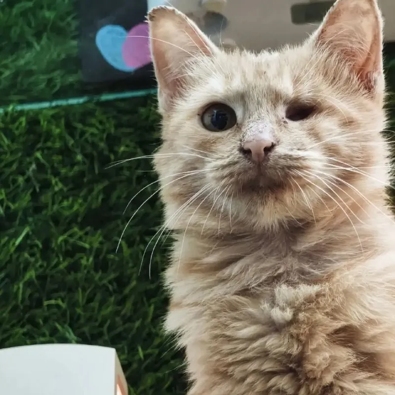 Кошка ищет дом — без глаза