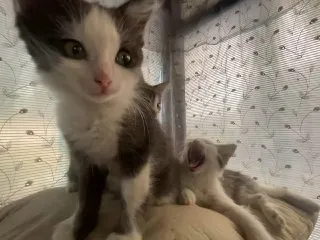 Котята ищут дом — Георгиевск