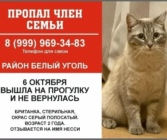 Пропала кошка в Ессентуках