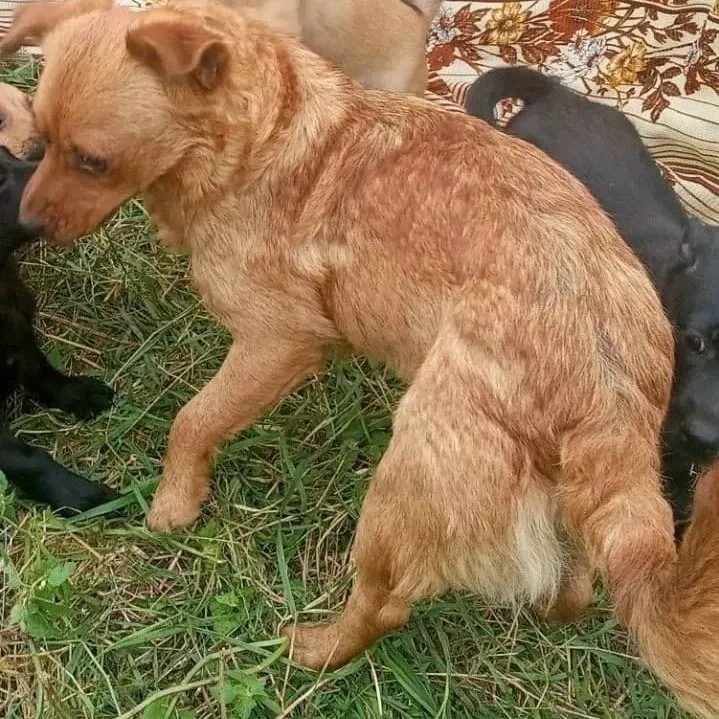 Пропала собака в Кисловодске