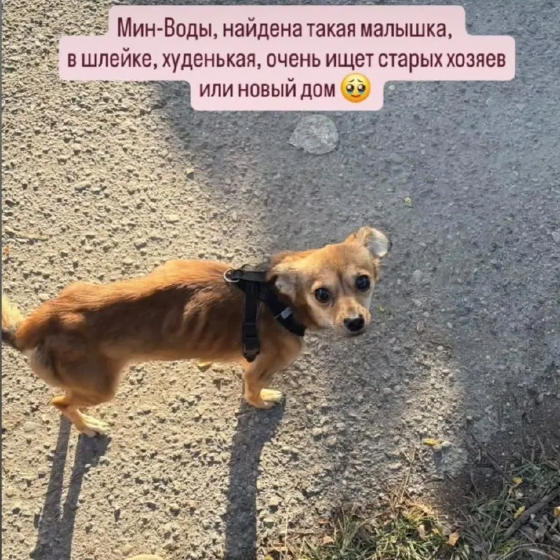 Найдена собака у жд вокзала Минеральных Вод