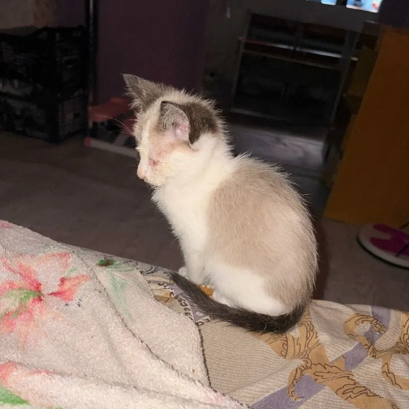 Котёнок сиамский ищет дом — Пятигорск