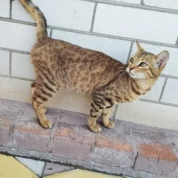 Замечена кошка в Георгиевске
