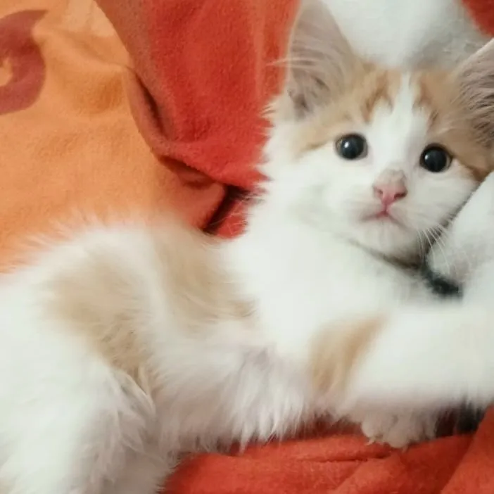 Котёнок ищет дом — Пятигорск