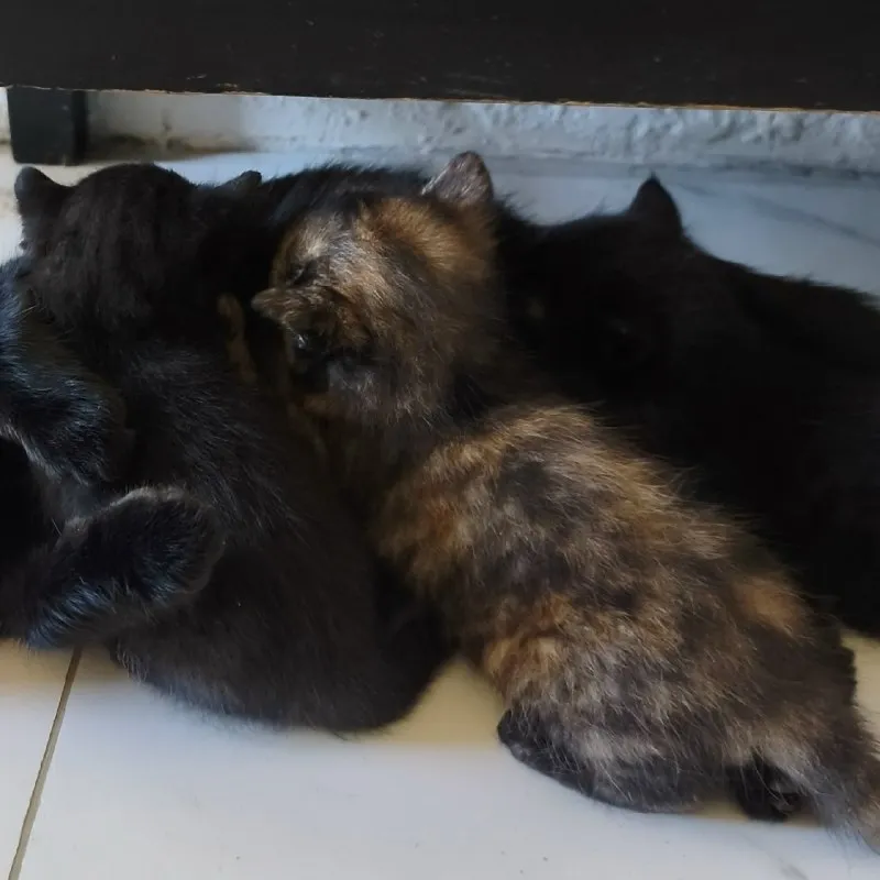 Котята ищут дом