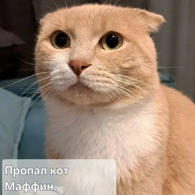 Пропал кот Маффин — Пятигорск, Горячеводский