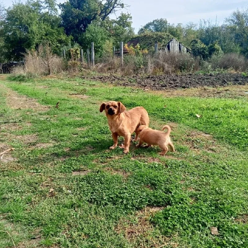 Щенок ищет дом — село Александровское