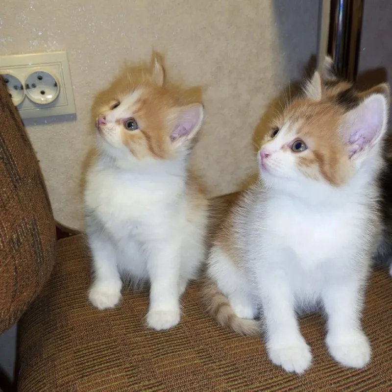 Котята ищут дом — Георгиевск